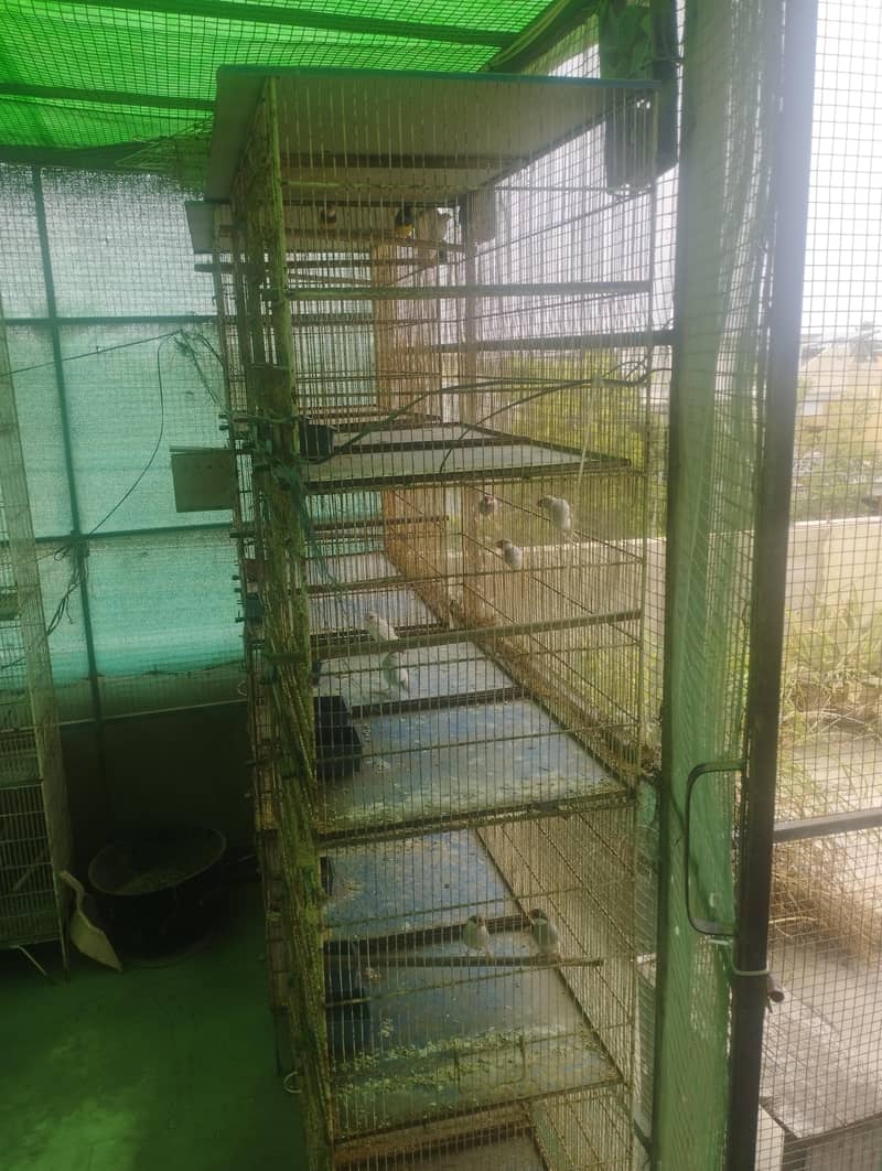 Java Finch Cages 2