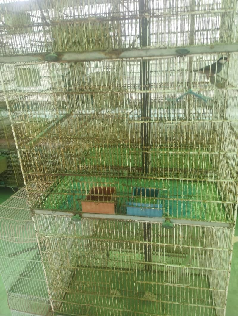 Java Finch Cages 3