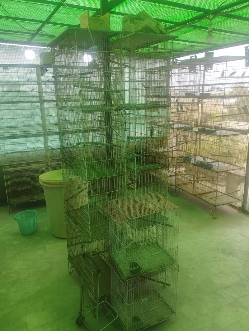 Java Finch Cages 4