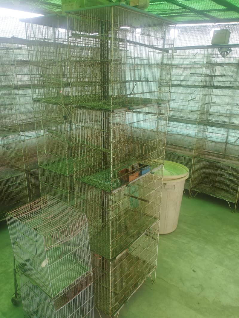 Java Finch Cages 5