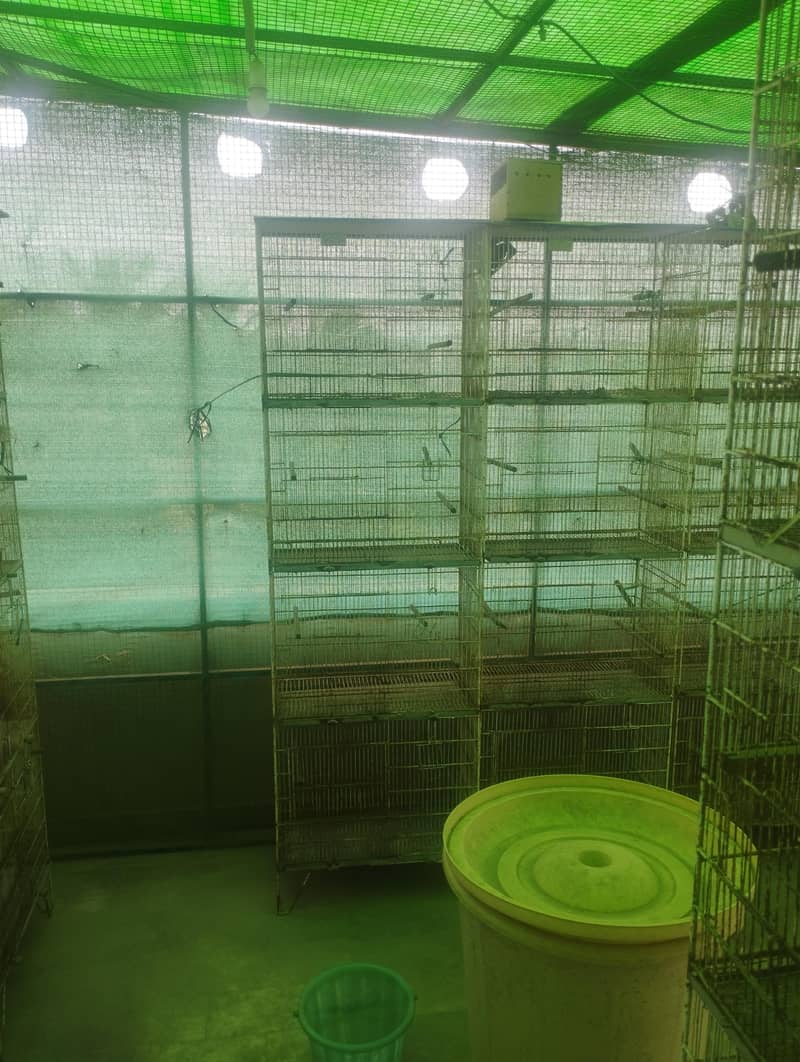 Java Finch Cages 7