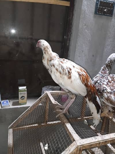 pure seal patthe female and two male Sindhi