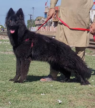 German black Shepherd long coated mail 5 man for sale