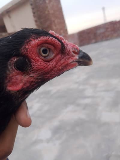 Aseel Sindhi female location Kasur