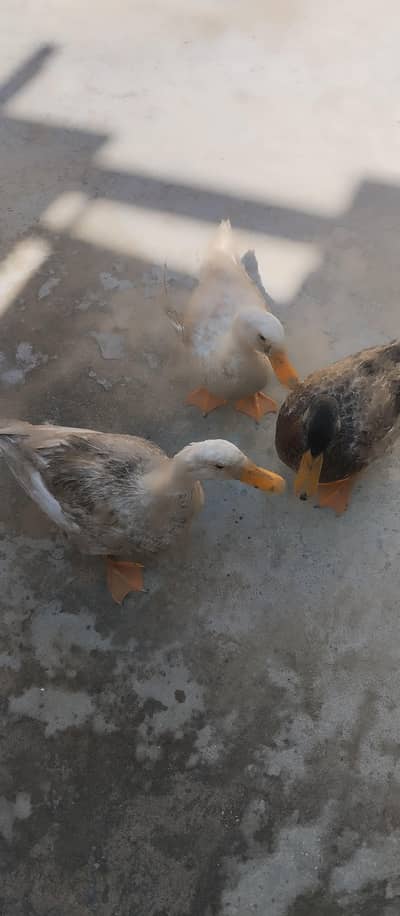 Egg laying ducks