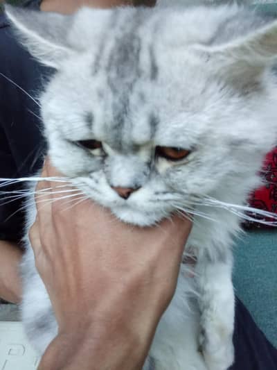 Persian cat for sale