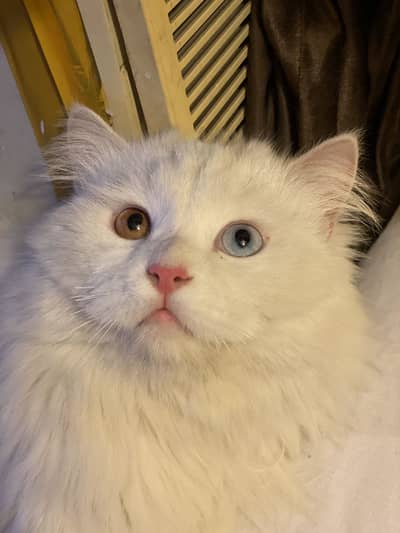 White Male odd-eyes cat for sale