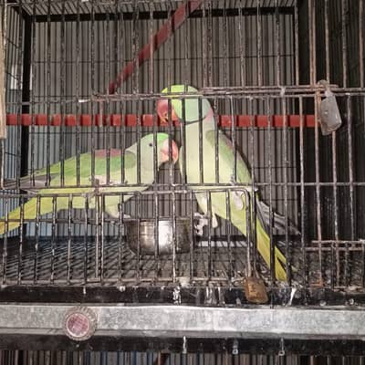 raw parrot pair