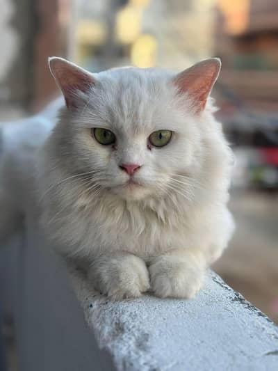 matting female cat available for sale