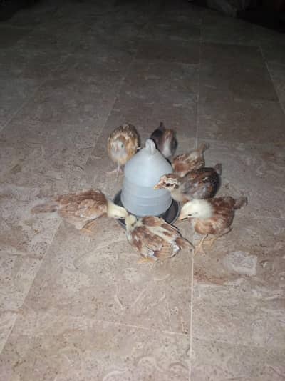 Desi beautiful chicks