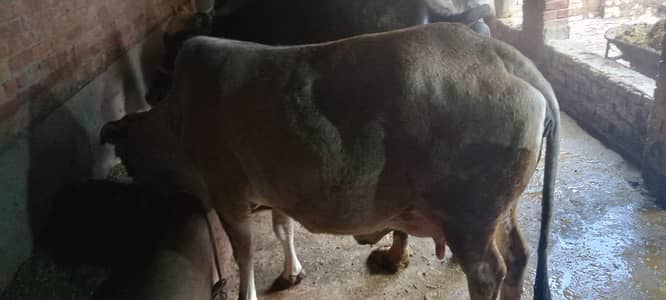 desi end jarse cross cowi