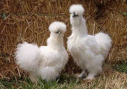 Silkie and Black molted bantam Eggs