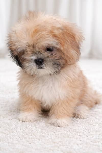 Shih tzu puppy male 1 months old