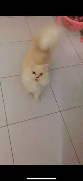 persian female Cat