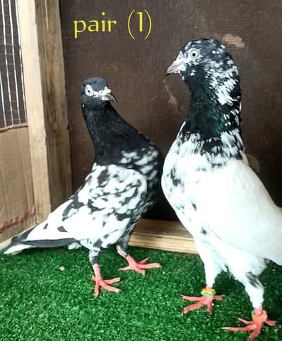 top quality 4 pair all detail and description