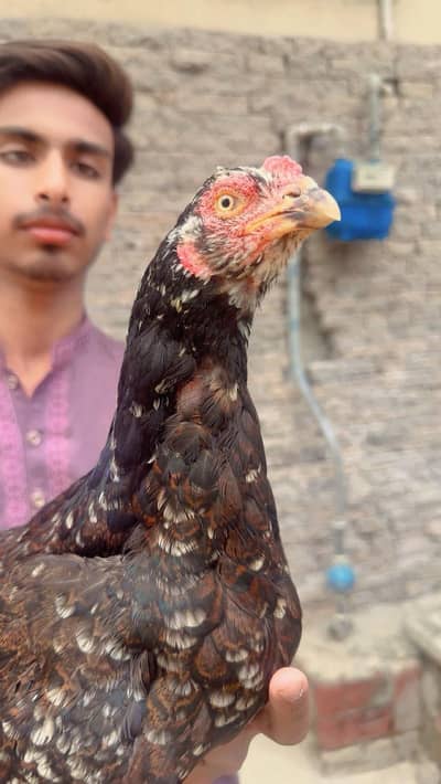 best aseel murgi highy quality good for breeding