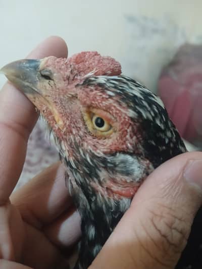 best aseel murgi highy quality good for breeding