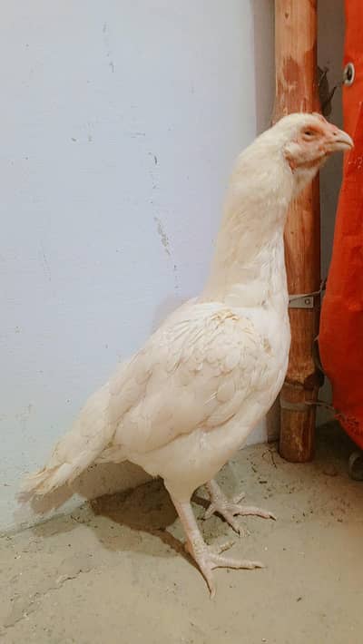 full paper white hai