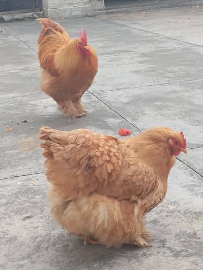 Golden Buff Hen Pair