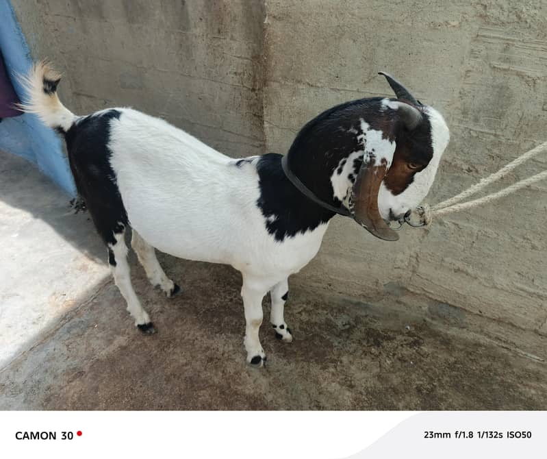 Bakra barae farokht 0