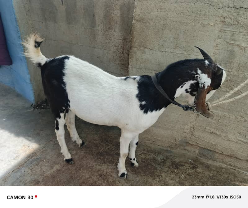 Bakra barae farokht 1