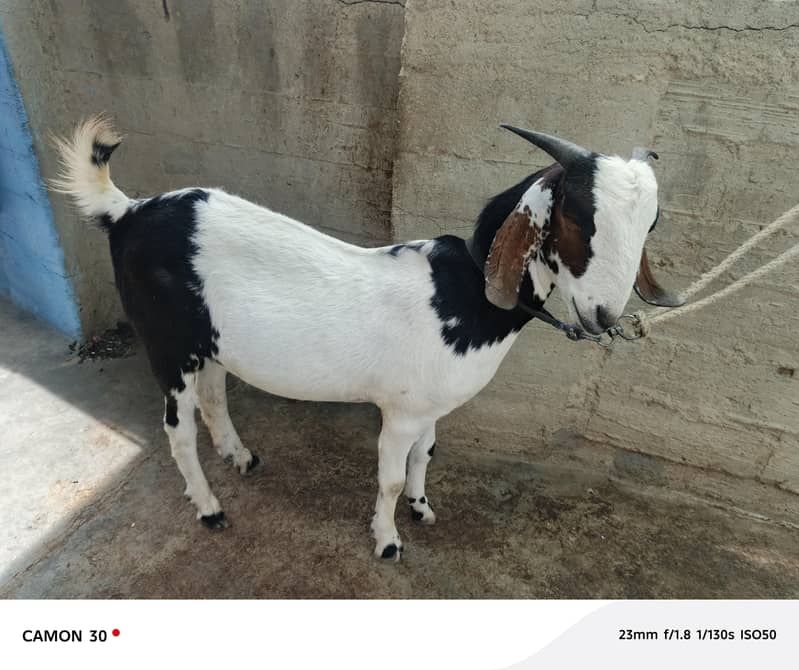 Bakra barae farokht 2