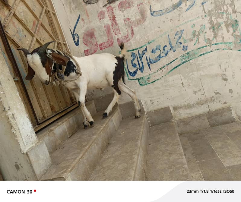 Bakra barae farokht 3