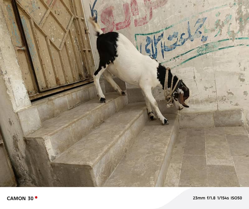 Bakra barae farokht 4