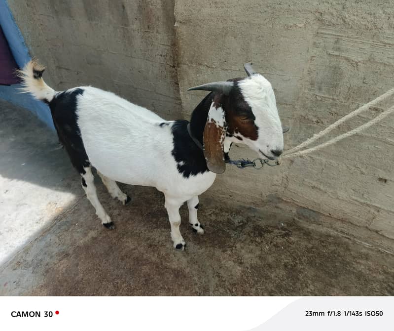 Bakra barae farokht 5