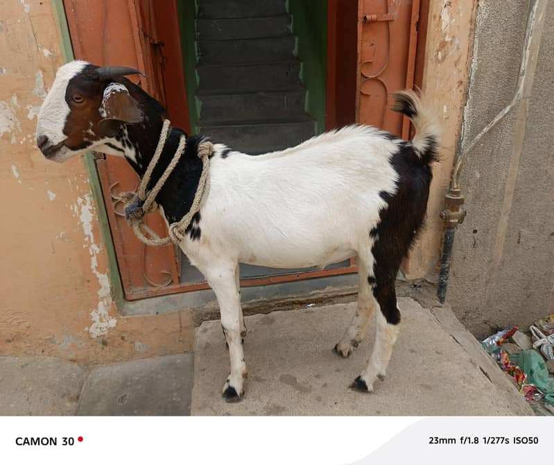 Bakra barae farokht 6