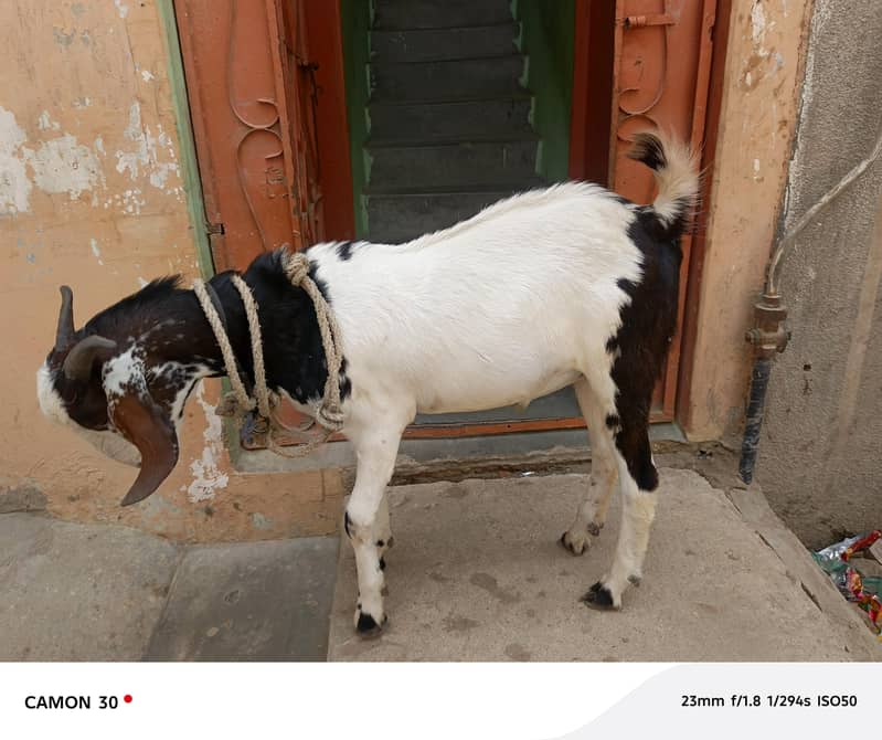 Bakra barae farokht 7