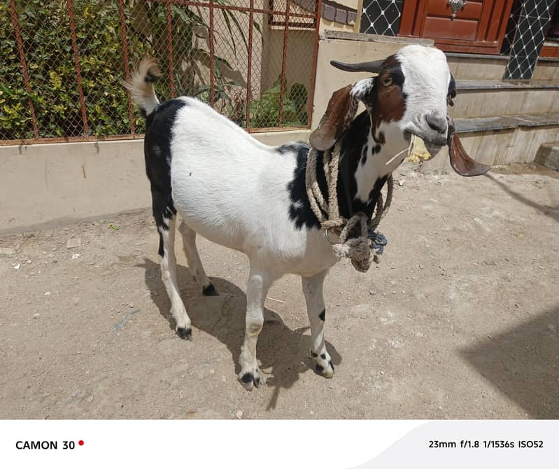 Bakra barae farokht 8