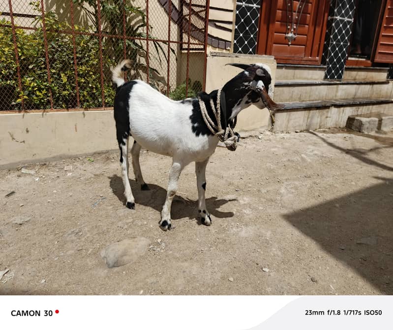 Bakra barae farokht 9