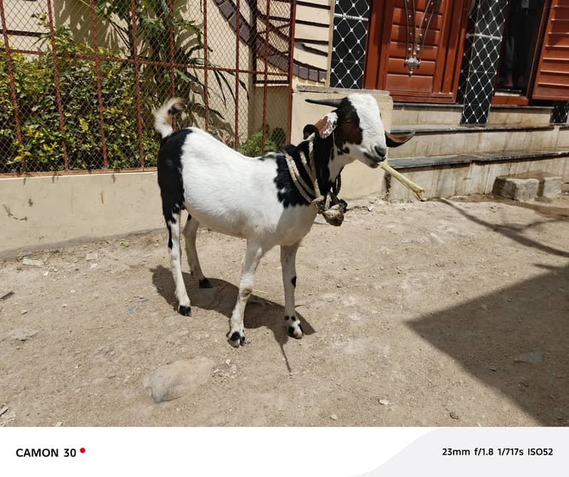 Bakra barae farokht 10