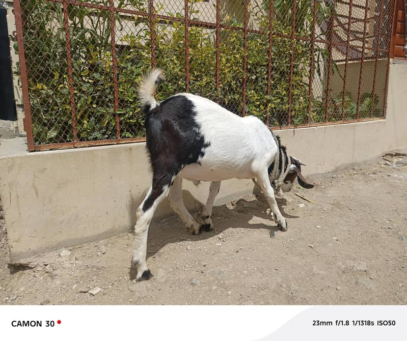 Bakra barae farokht 11