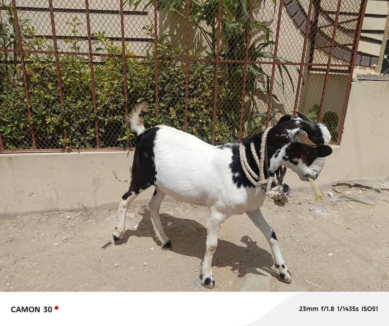 Bakra barae farokht 12