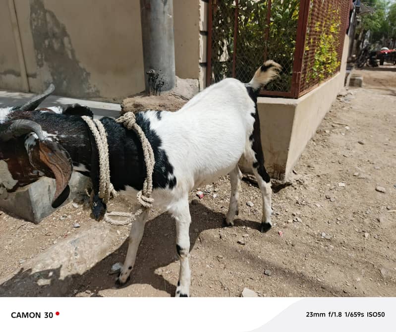 Bakra barae farokht 13