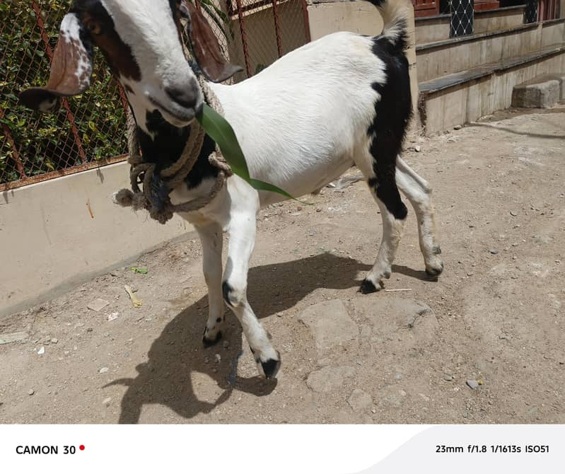 Bakra barae farokht 14