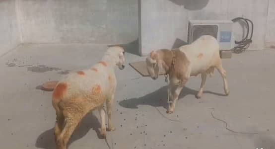 Qurbani ke liye Healthy Dumba (2 Available) – Strong & Active –