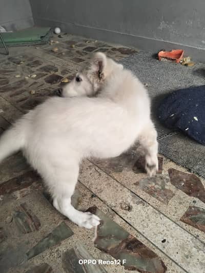 Russian whoople coat puppy | Pure white