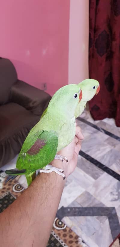 Kashmiri pahadi chicks