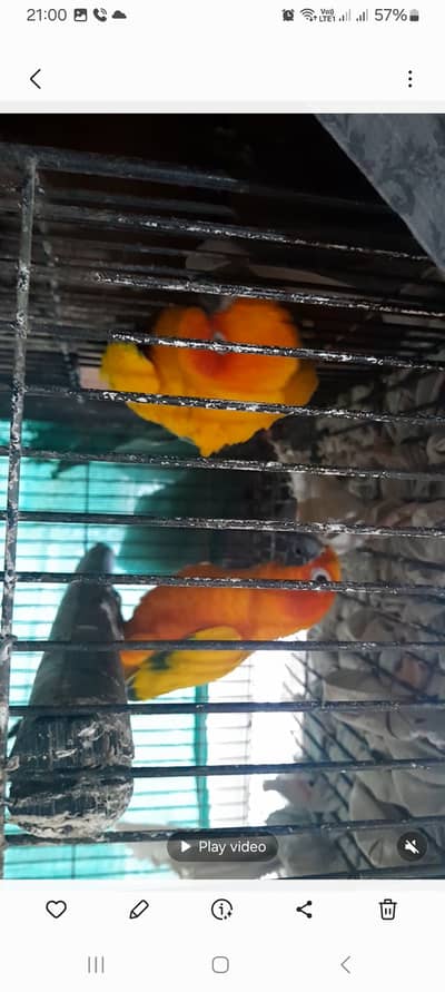Sunconure breeder pair