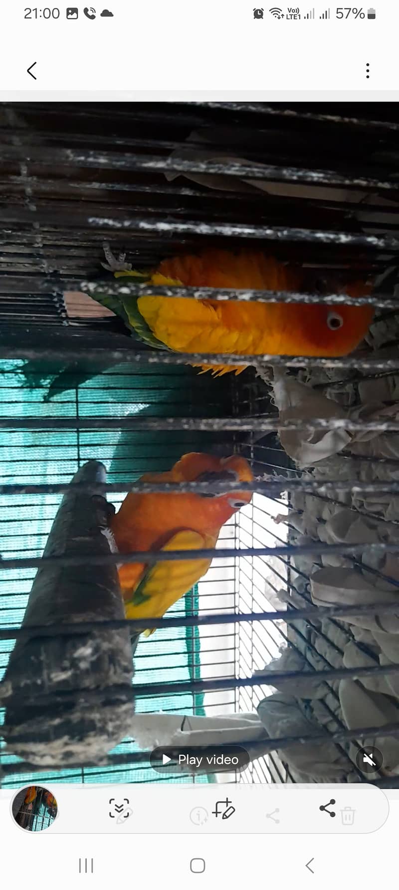 Sunconure breeder pair 1