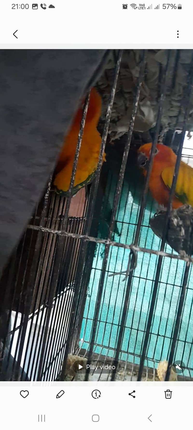 Sunconure breeder pair 2