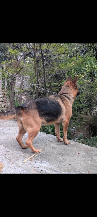 Breeder female German shepherd