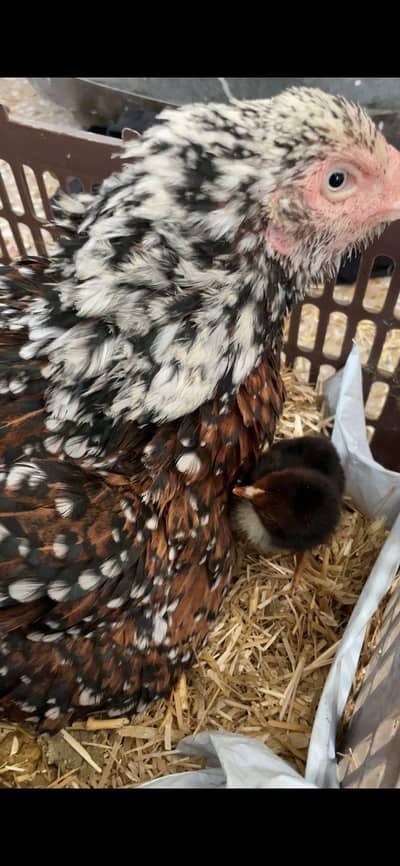 Cheeni Aseel Madi with 4 chicks available