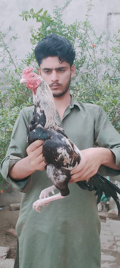 aseel murgha / mianwali murgha / aseel breed whtsap: 03494169108