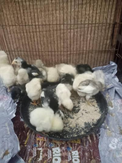 White shamo black shamo chicks healthy and active home breed