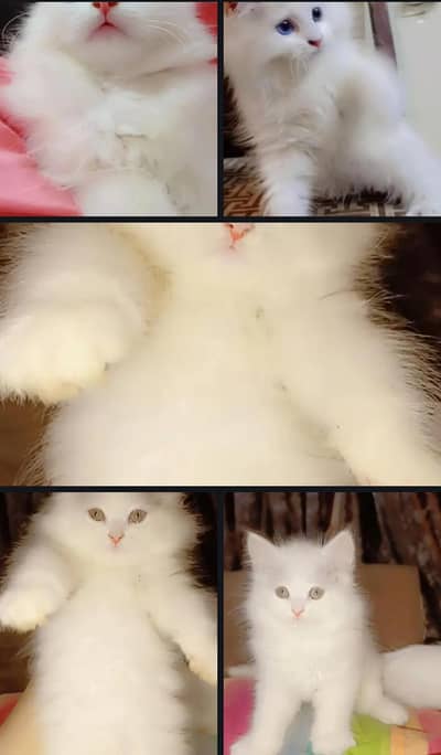 A pair of beautiful snow white Persian kittens Male & Female