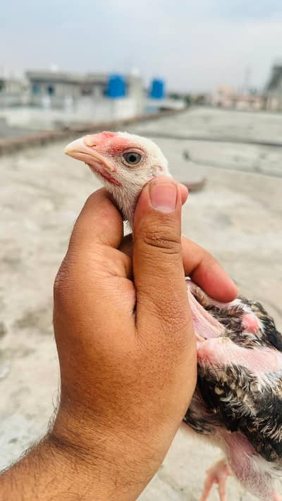 Shamo & Lasani Aseel Chicks Patha Murga German Oh Shamo 03098573144